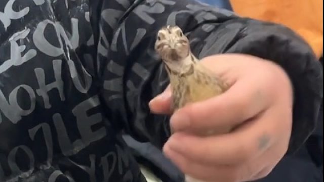 谁让你把鹌鹑钉墙上了