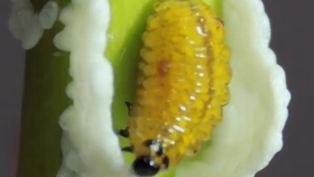 这是吃了多少防腐剂，倒这么多墨子