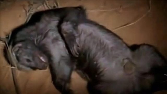 蜜獾被毒蛇咬伤，本以为必死无疑，但却发生了极其戏剧性的一幕！