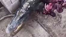 鳄鱼很生气，被两只铲子打了一顿，他甚至都没吃东西