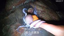 阿平赶海抓到了两条八爪鱼，还遇到了金鼓鳗和龙虾