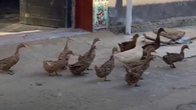 一大早鸭子们在邻居家门口，等伙伴们一起出发出门去遛弯儿，网友：像极了小时候的我们！