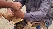 一眨眼的功夫，给鸡做了一个小手术。这场景好多年不见了吧？