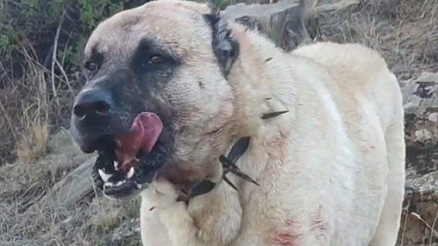 这就是老虎来了也锁不了喉