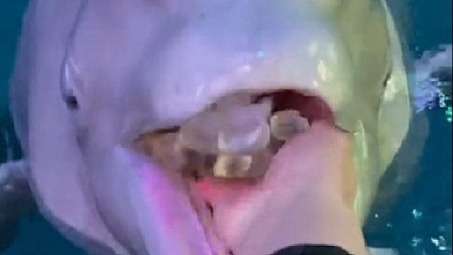 白鲸吃冰块，会不会痛鲸