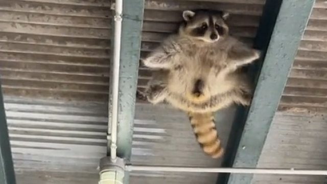 浣熊这是从浪浪山出来了么
