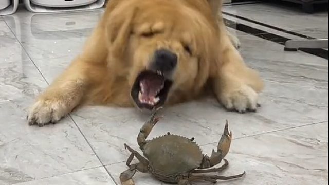 金师傅在忙碌地料理螃蟹