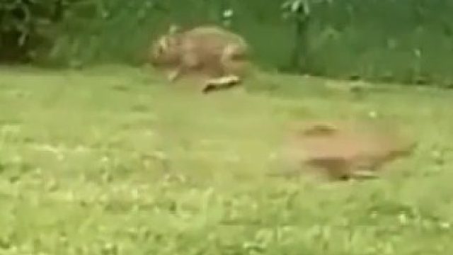 转身那动作，神同步