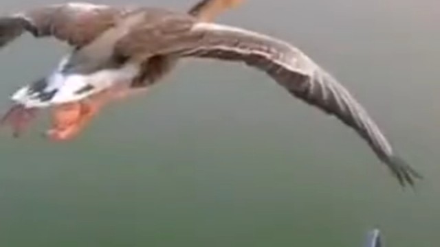 头雁：你TM腊月生的？冻手冻脚的[歪嘴][歪嘴][歪嘴]