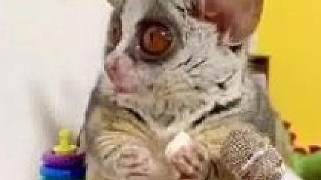 日本异地恋女友收到礼物，从此生活不再枯燥