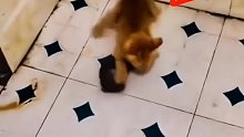 刚断奶的小猫勇擒大老鼠全过程