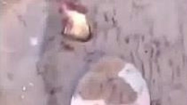 鸡是无辜的
