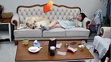 狗子看电视嫌沙发太挤，直接一脚把主人踹开