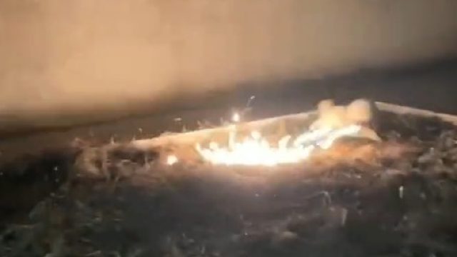 这狗不是儍这狗是看到有危险舍己救人