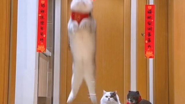 你们那有窜天猴，我这有窜天猫