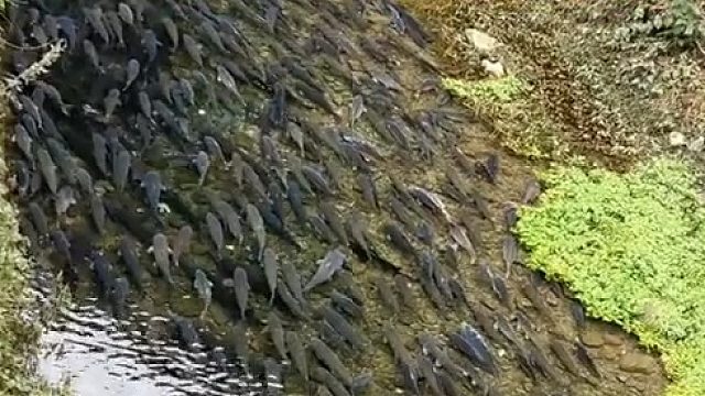 过年了，连河里都堵车了