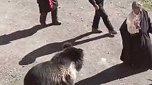 藏区群众在马路与棕熊相遇，双方相互对视后淡定离开