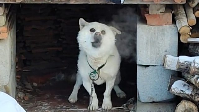 零下四十度还这么凶