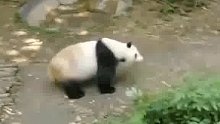 追不上气得直打滚！网友：你不是“功夫熊猫”吗？用轻功啊！