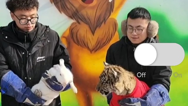 动物园举行虎兔交接仪式，结果一看见就咬，看来兔年保命最重要！