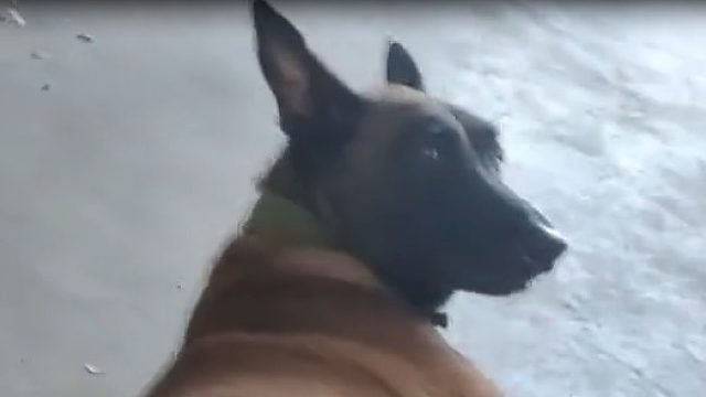 不是很聪明的样子