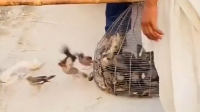 巴基斯坦街头，动物保护人士从鸟贩手里购买鸟儿放生