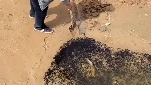 这种善行比所谓的放生强百倍.