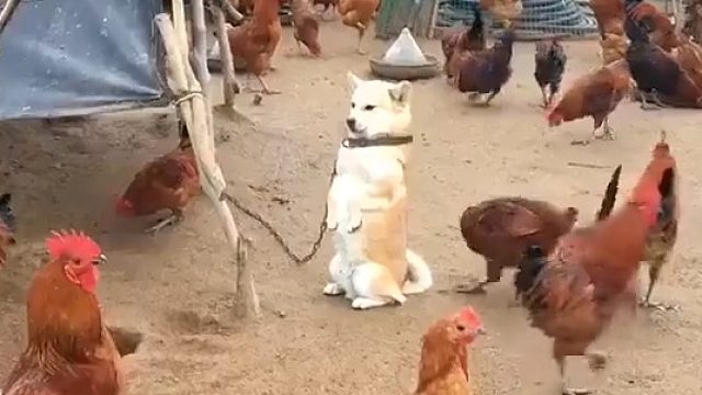 这狗子呆若木鸡哈