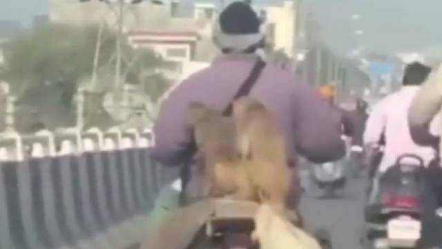 乘着主人没注意，来一发，不，来两发