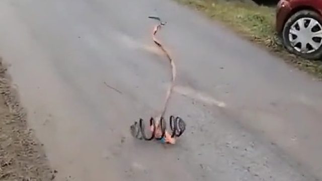 车肠子拽出来了