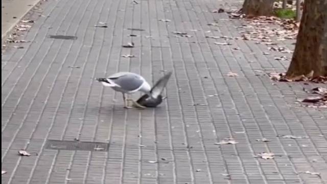 海鸥吃鸟，胃口真好。