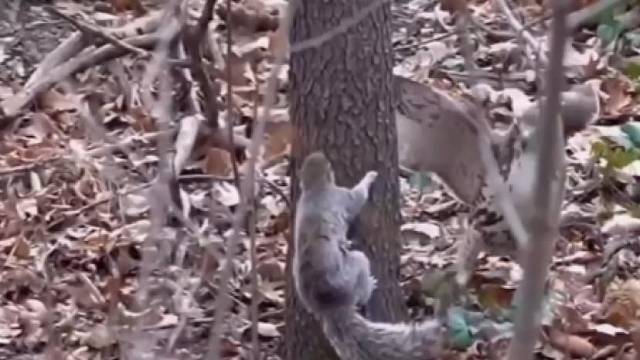 松鼠和猛禽躲猫猫