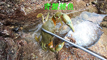 退潮后连青蟹都开始出来捕猎了，阿平来赶海收获还真不错