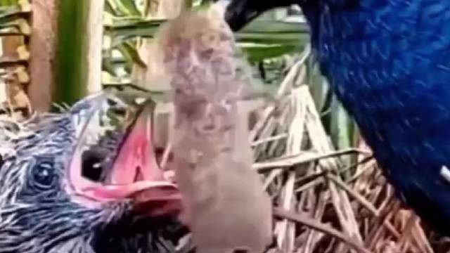 整个吞下去才是好孩子哦