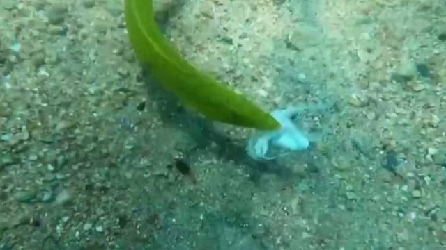 章鱼毫无还手之力