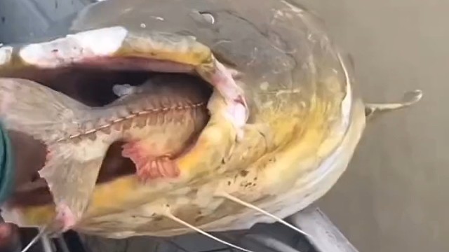 猜猜看是什么东西吃的