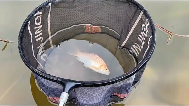 绝对是钓鱼界的耻辱