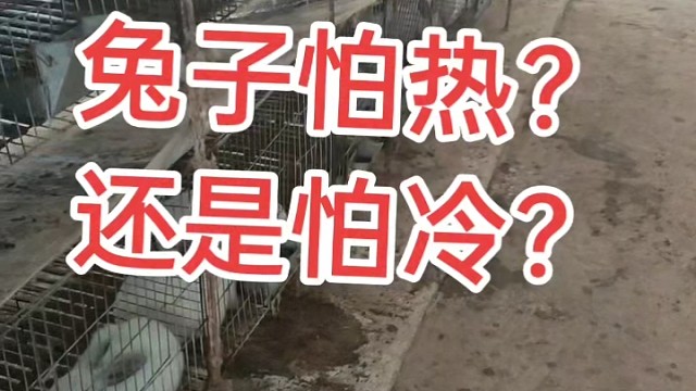 在桂林，这场地能过冬，还能过夏天，新手不要盲目建豪华兔场，天天看我直播的人都看得到的