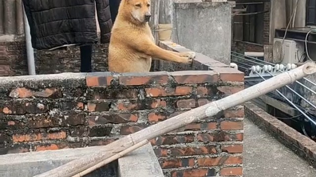 这狗看起来辈分很大