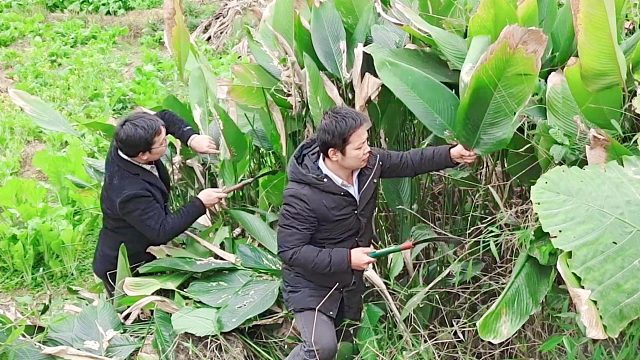 春节一家人在一起包年粽，温情满满。外婆的手艺还是童年熟悉的味道！