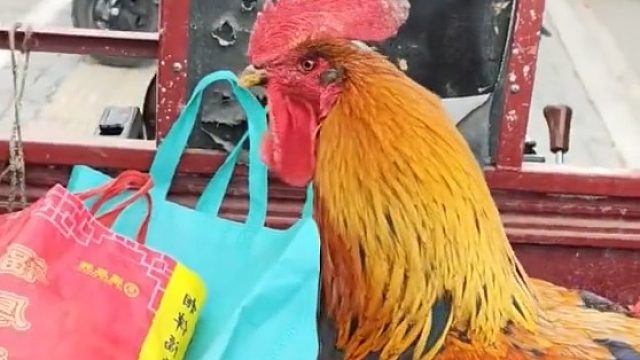 和课本上画的鸡一模一样