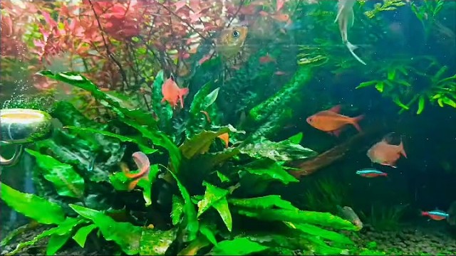 除藻的鱼、虾、螺