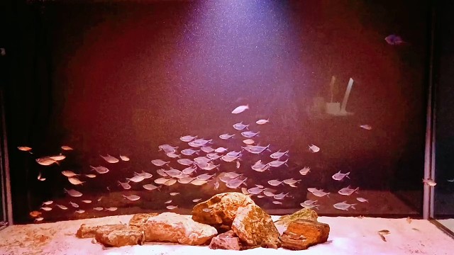 群游之王，黑尾大勾