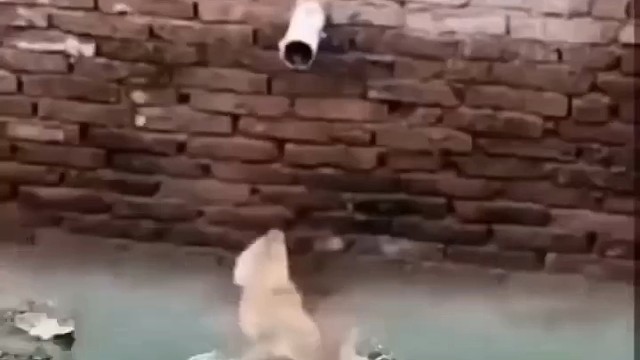 不逼一下自己永远不知道有多大潜能