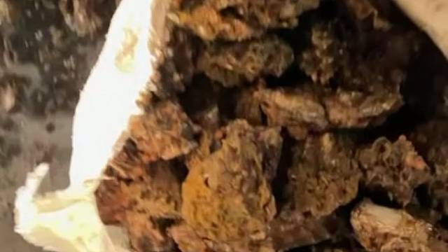 青岛野生海蛎子