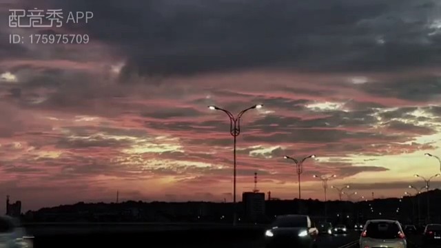 山茶花不懂白玫瑰