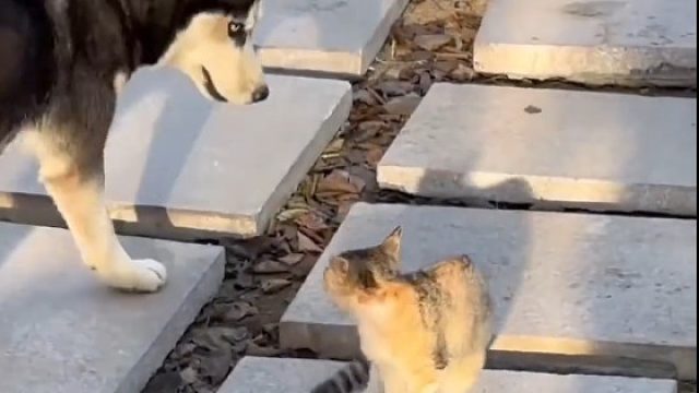 给狗子上个磨吧