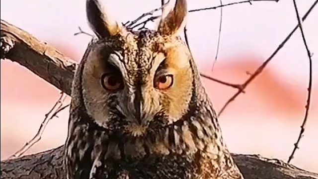 不会得颈椎病的猫头鹰，360度转