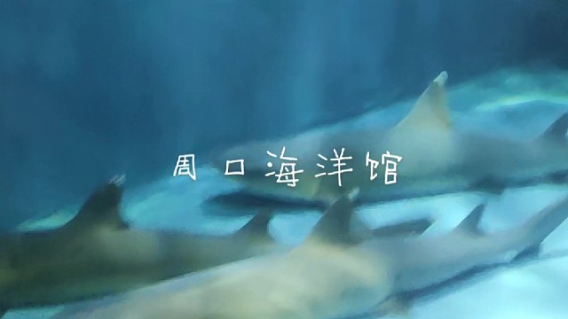 海洋馆一日游