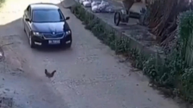 汽车在路上压死一只鸡扬长而去，结果